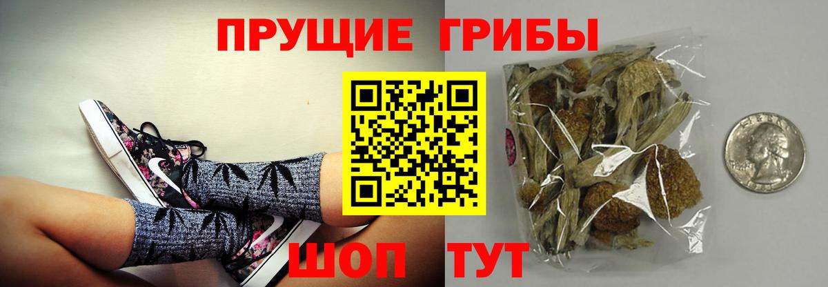 Псилоцибиновые грибы Psilocybe Ярославль